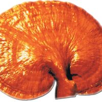 Houba reishi