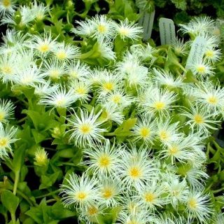 Kanna - Sceletium tortuosum