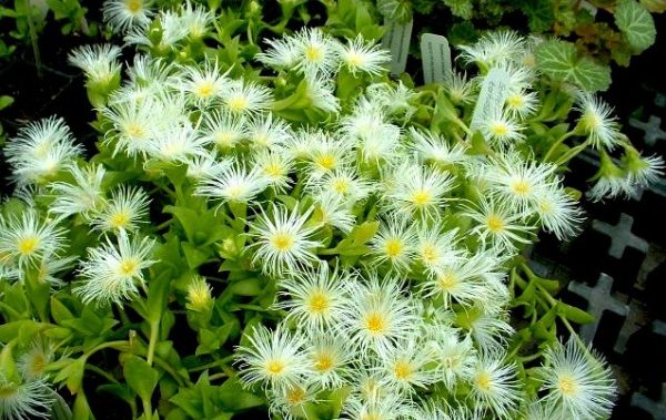 Kanna - Sceletium tortuosum, prášek - Obrázek 3