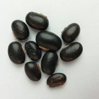 Sametové fazole - Mucuna pruriens (Velvet Beans)