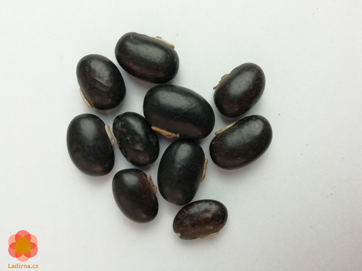 Sametové fazole - Mucuna pruriens (Velvet Beans)