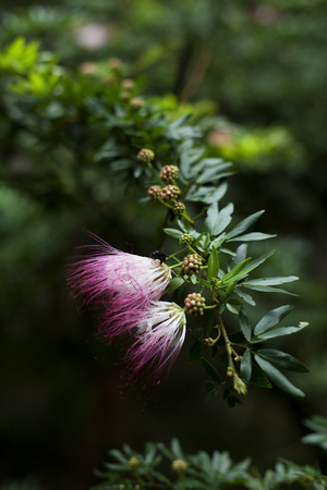 Bobinsana (Calliandra angustifolia), listy - Obrázek 3