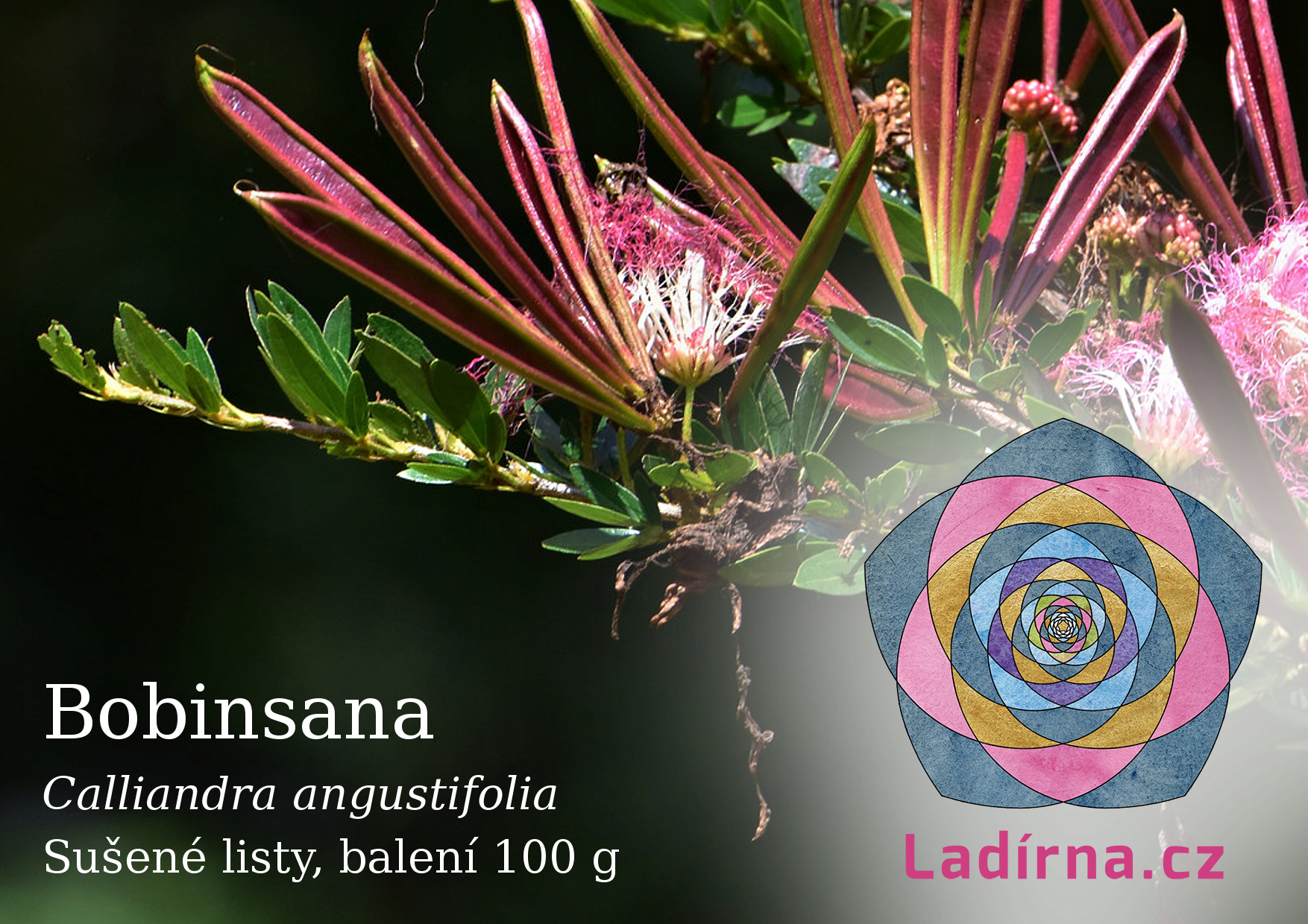 Bobinsana (Calliandra angustifolia), listy - Obrázek 4