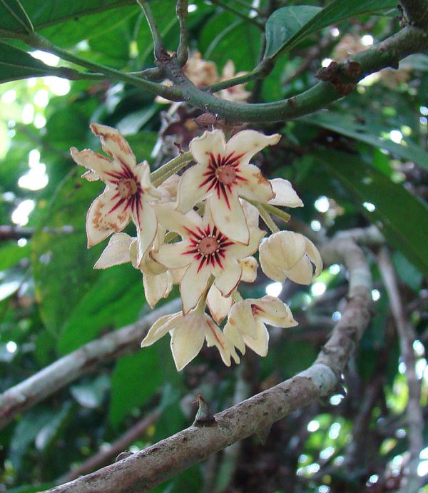 Kolový ořech (Cola acuminata), mletá jádra plodů - Obrázek 6