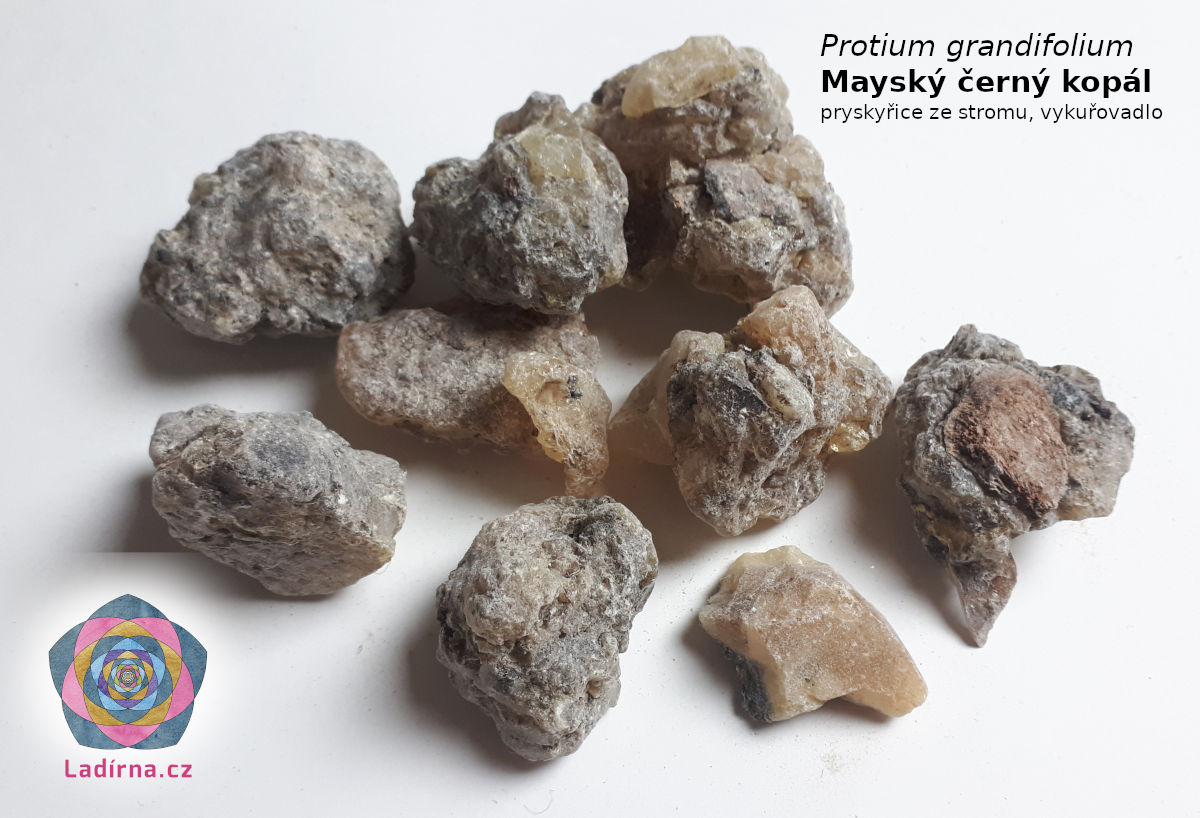 Mayský černý kopál - Protium grandifolium (pryskyřice, vykuřovadlo)