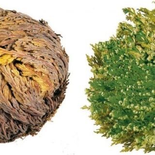 Růže z Jericha (Selaginella lepidophylla), "Květina znovuzrození"