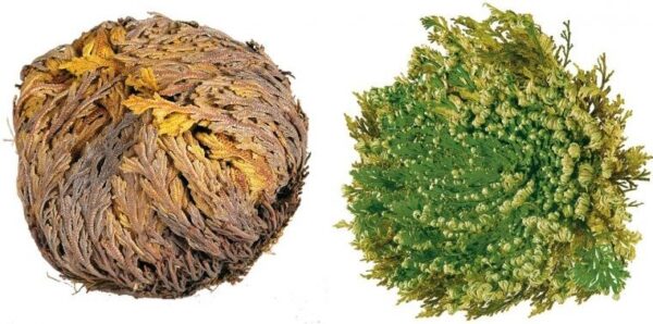 Růže z Jericha (Selaginella lepidophylla), "Květina znovuzrození"