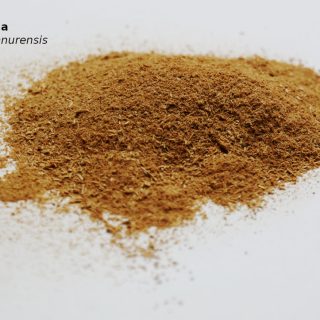 Clavo huasca (Tynanthus panurensis), drcená liána