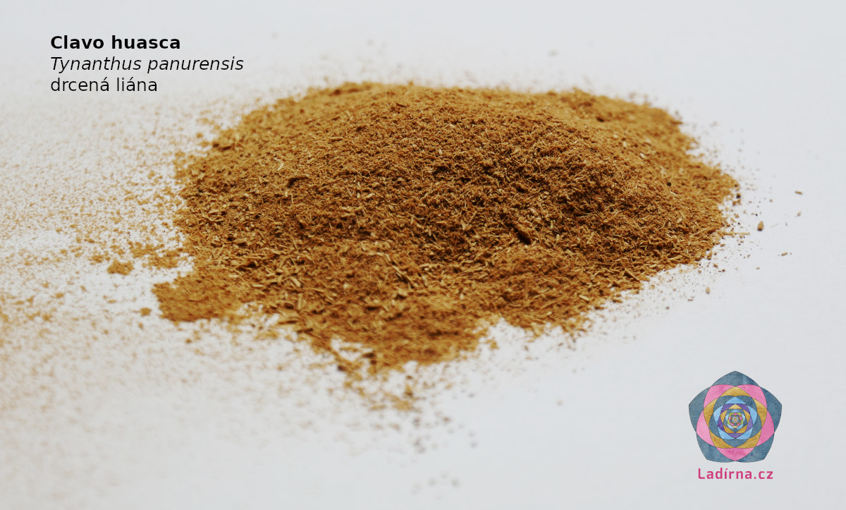 Clavo huasca (Tynanthus panurensis), drcená liána