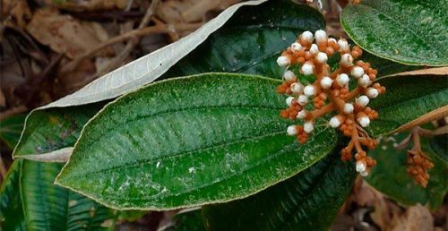 Canela de Velho (Miconia albicans) z čeledi Melastomataceae