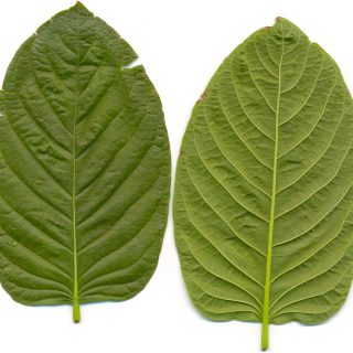 Bilý kratom