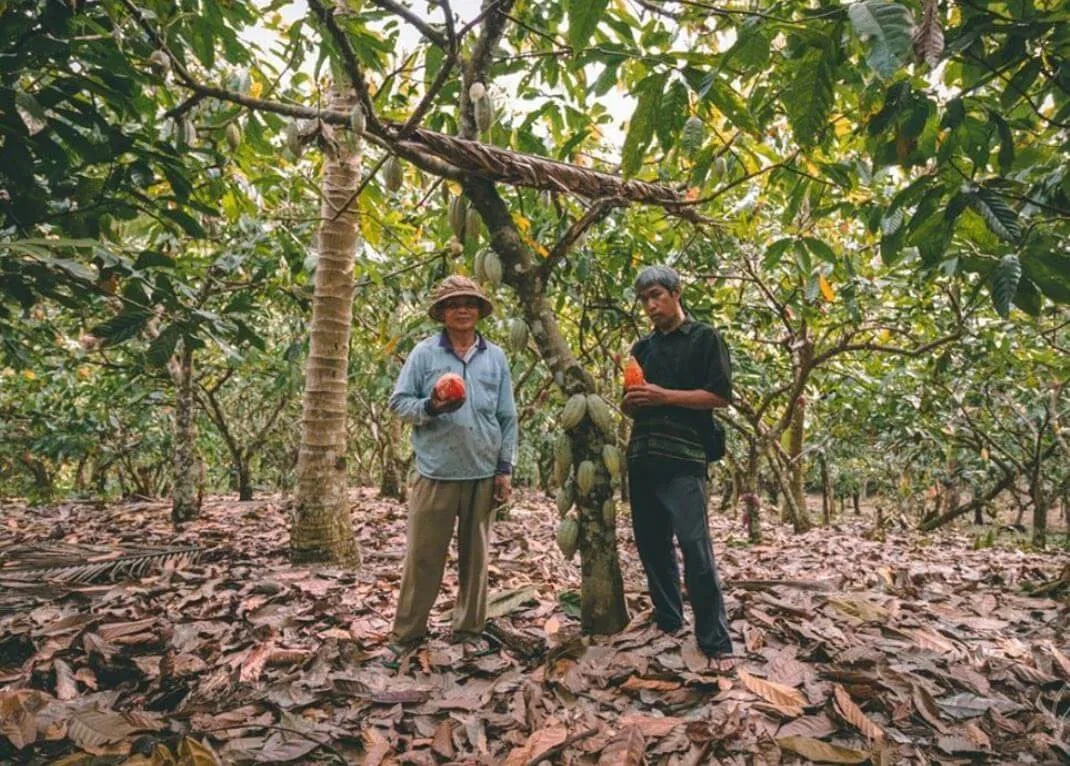 100% čistá kakaová pasta z Ekvádoru (Raw BIO Vegan) - Obrázek 5