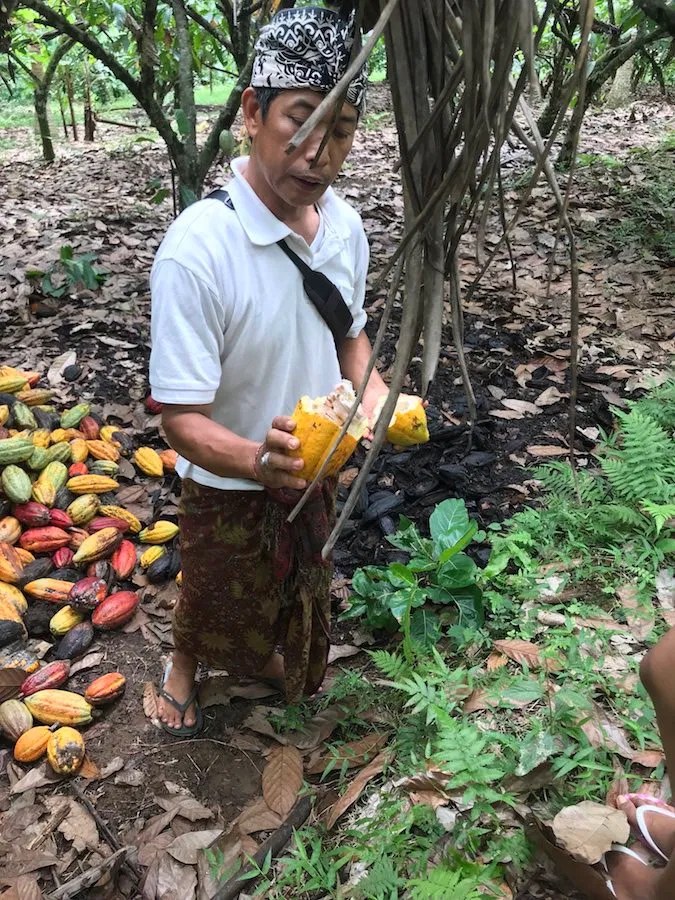 100% čistá kakaová pasta z Ekvádoru (Raw BIO Vegan) - Obrázek 4