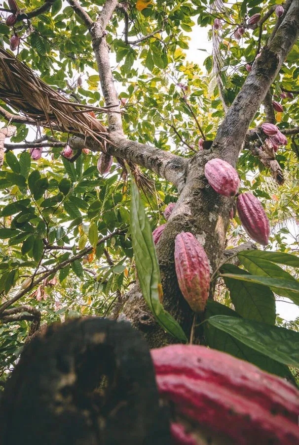 100% čistá kakaová pasta z Ekvádoru (Raw BIO Vegan) - Obrázek 2