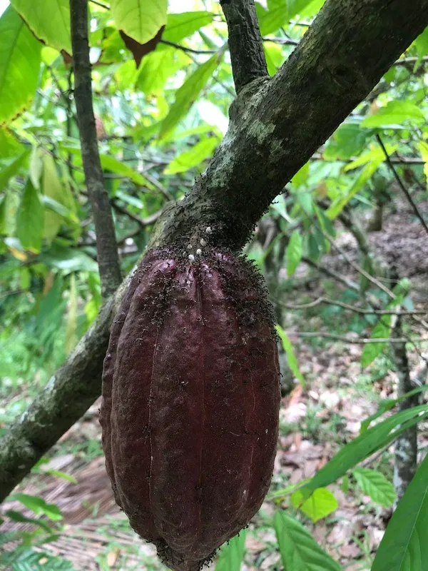 100% čistá kakaová pasta z Ekvádoru (Raw BIO Vegan) - Obrázek 3
