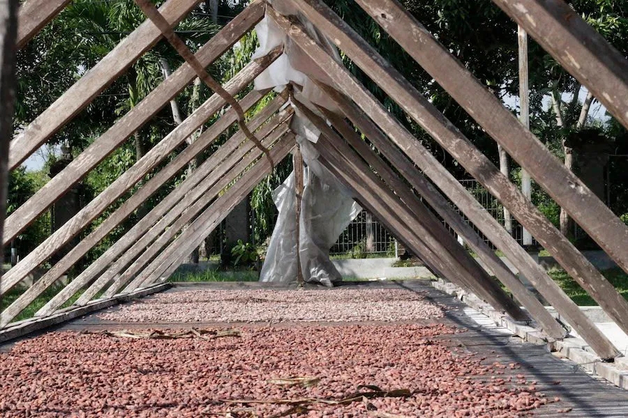 100% čistá kakaová pasta z Ekvádoru (Raw BIO Vegan) - Obrázek 6