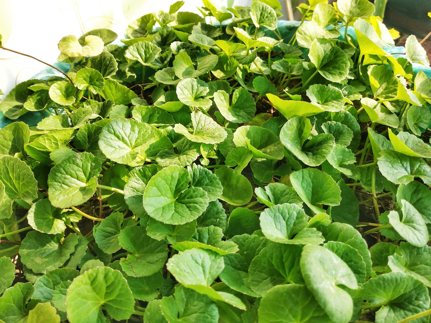 Gotu Kola (Centella asiatica), drcená - Obrázek 2