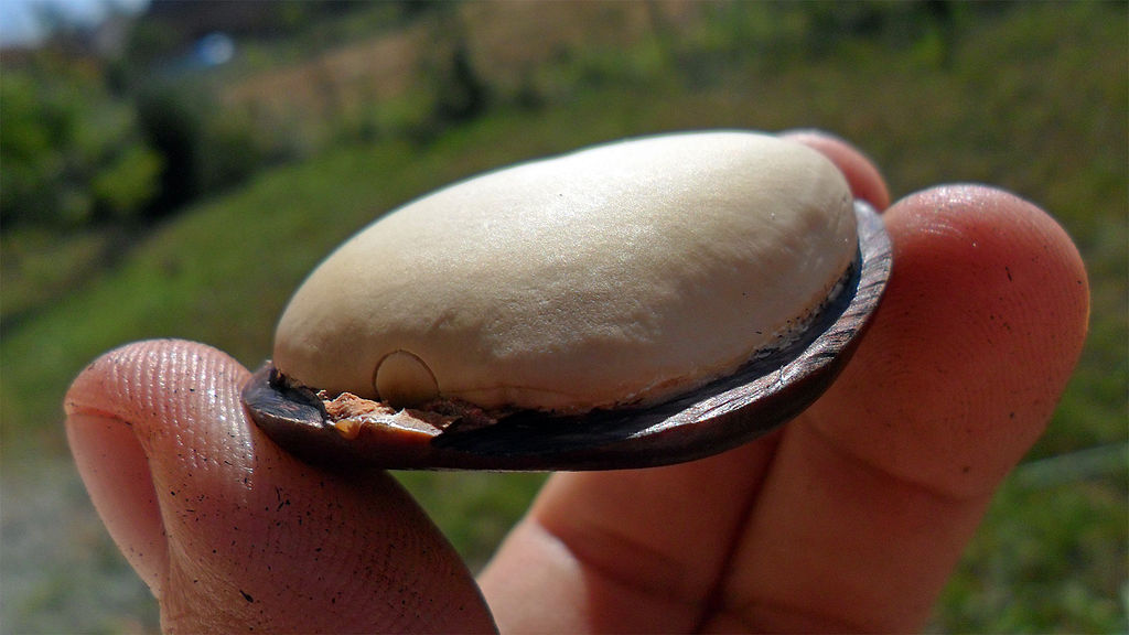 Fazole snů (Entada Rheedii), 50x extrakt, prášek - Obrázek 2