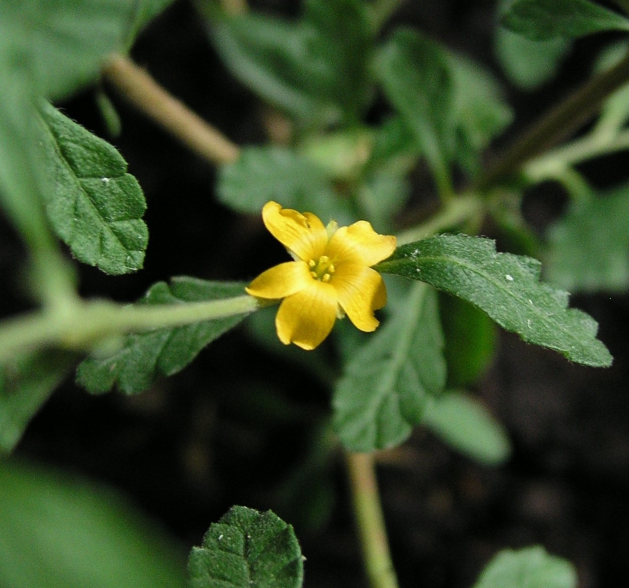 Damiana (Turnera diffusa), drcená - Obrázek 2