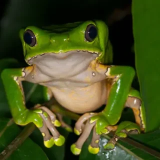 Kambo
