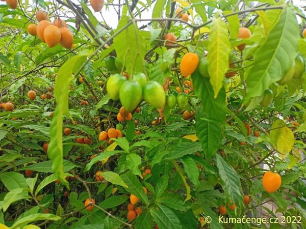 Tabernanthe Iboga, od strýce Arnauda, drť z kořenové kůry (VÝBORNÁ KVALITA) - Obrázek 2