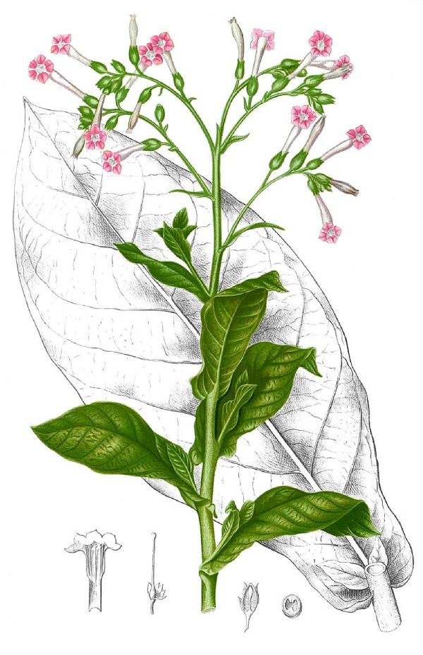 Semínka Nicotiana tabacum (Tabák viržinský), 20 semen - Obrázek 4