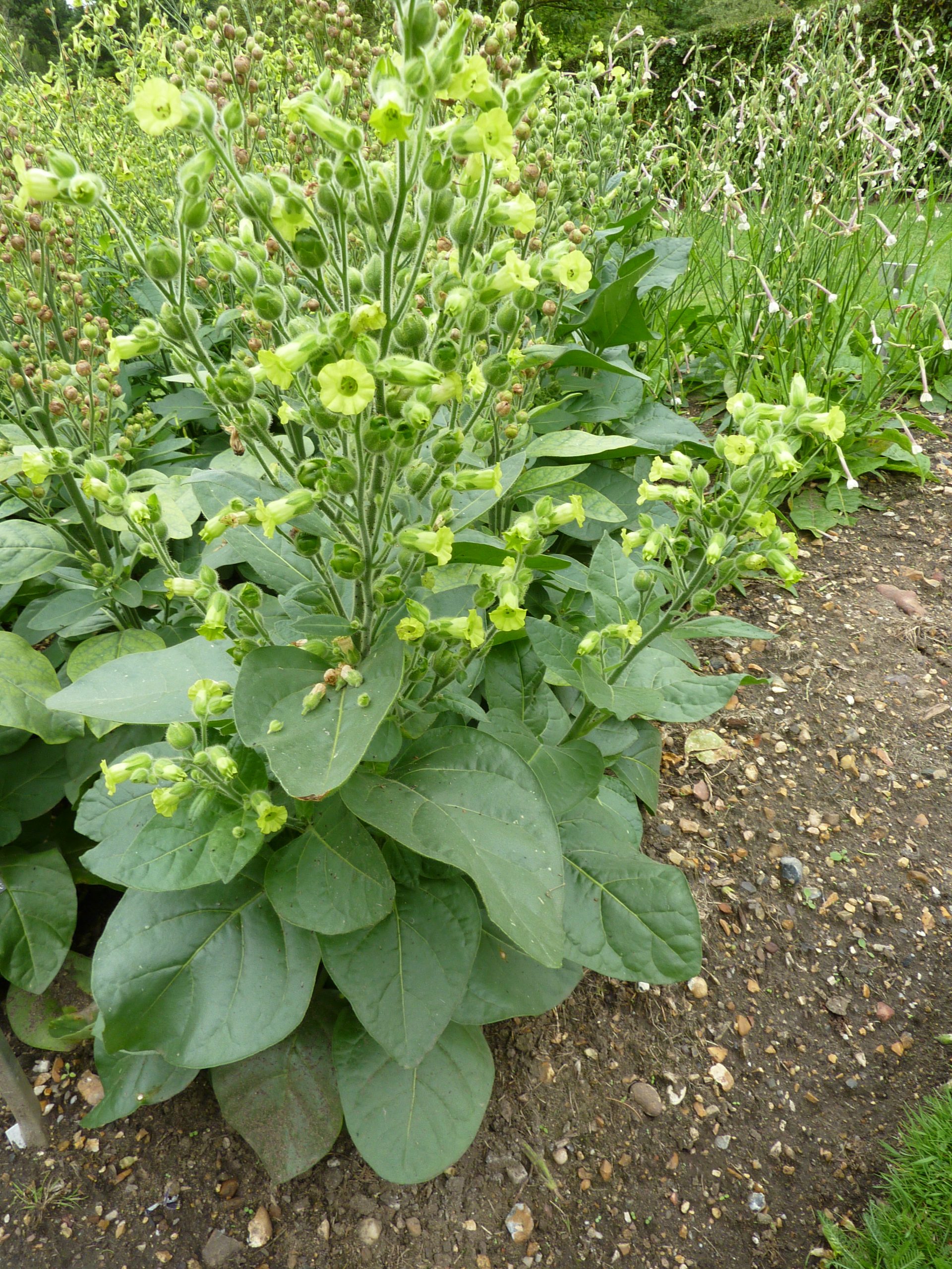 Semínka Nicotiana rustica (Mapacho) - Obrázek 2