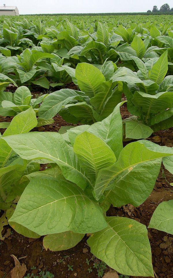 Semínka Nicotiana tabacum (Tabák viržinský), 20 semen - Obrázek 2