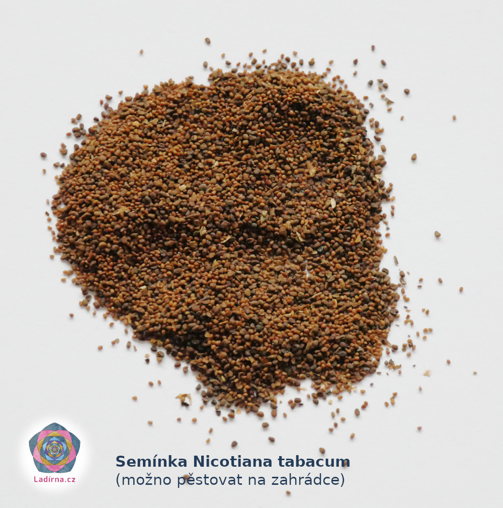 Semínka Nicotiana tabacum (Tabák viržinský)