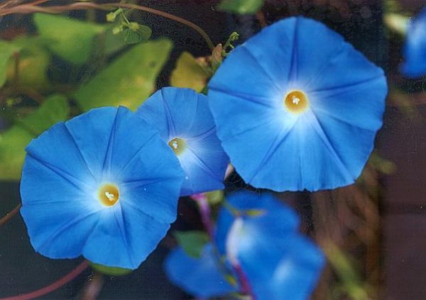 Morning glory (Ipomoea tricolor), semena (EXP, 50 % SLEVA) - Obrázek 2