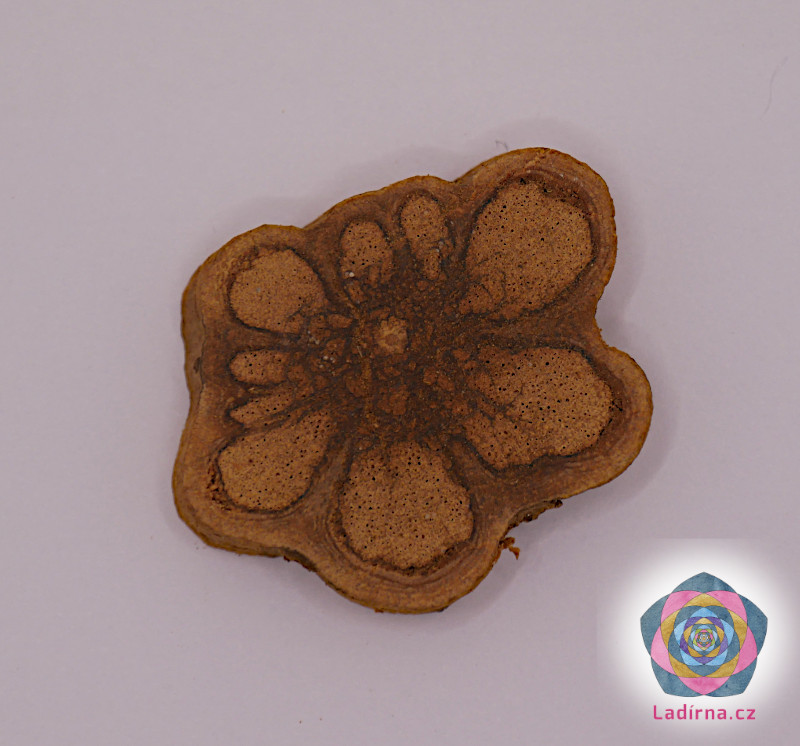 Banisteriopsis caapi - Ayahuasca, odřezek liány, 2,5-5 cm, dekorace