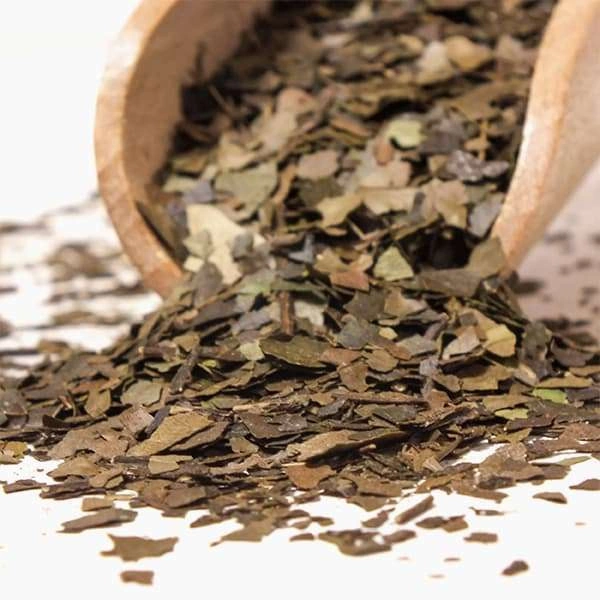 Amazonský čaj Wayusa, jemně drcená - Obrázek 2