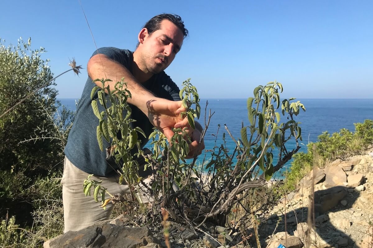 Šalvěj řecká - vykuřovací svazek z Albánie od Pavla - Obrázek 7