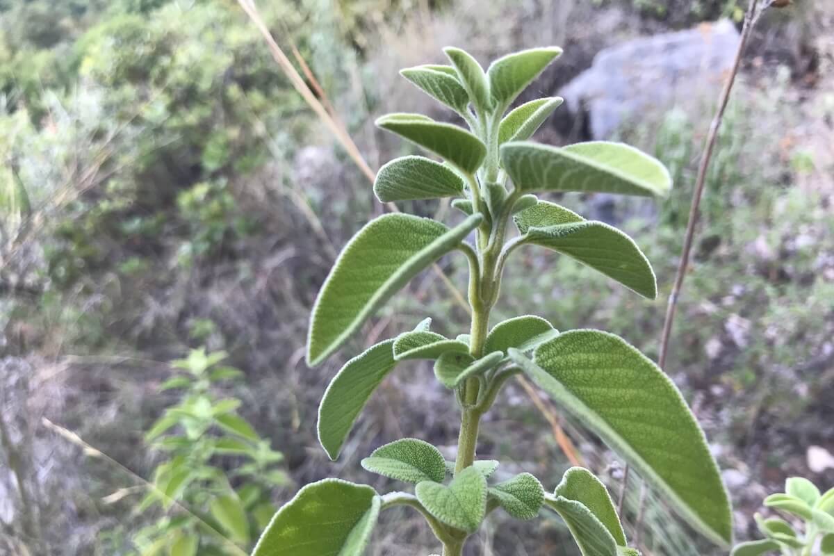Šalvěj řecká - vykuřovací svazek z Albánie od Pavla - Obrázek 6